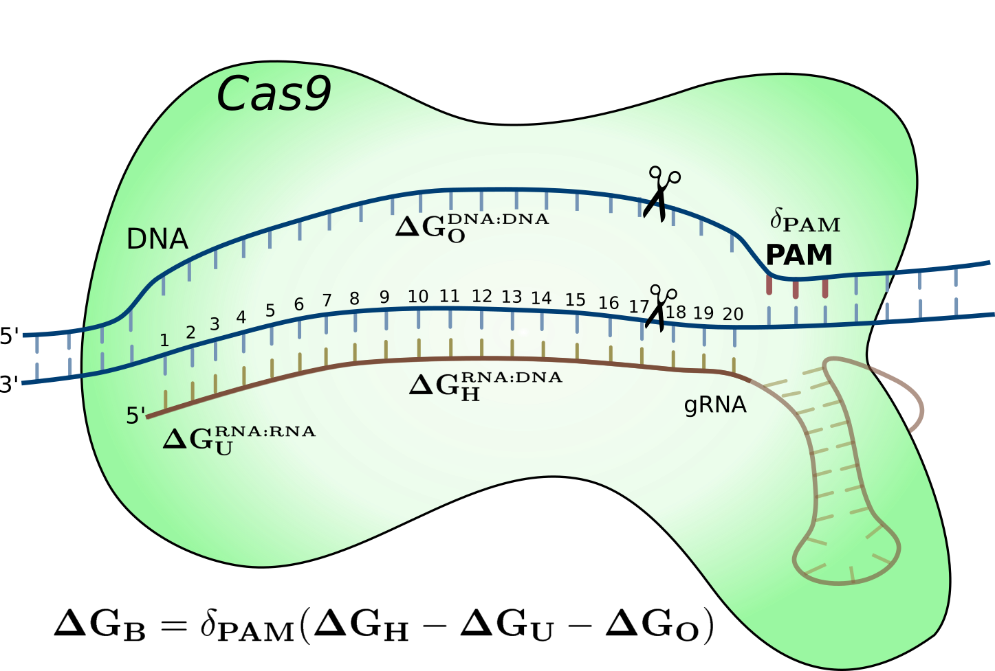 Cas9 off-target model